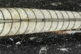 Polished Orthoceras (Cephalopod) - Morocco #108054-1